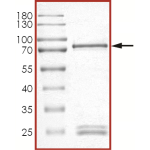 MET (F1200I), Active